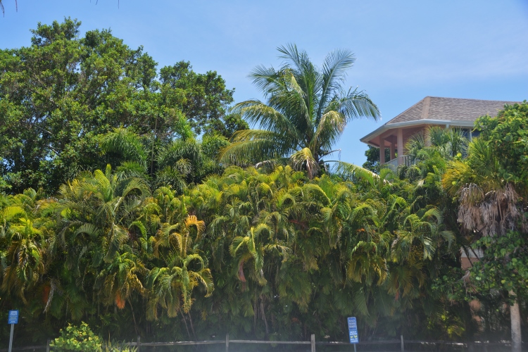 palms on Captiva Island